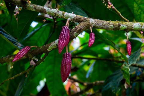 Young cocoa beans