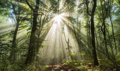 Light-flooded forest