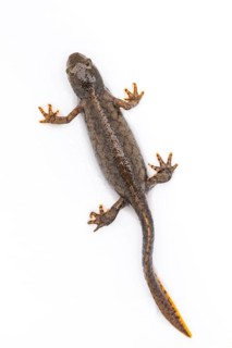 Alpine newt