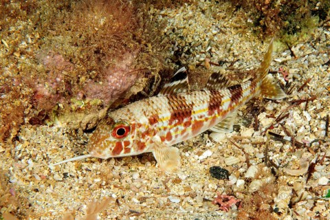 West African mullet