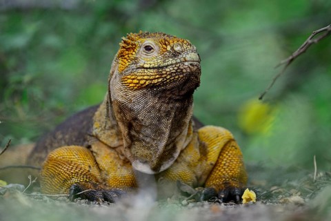 Drusenkopf or Galapagos Iguana