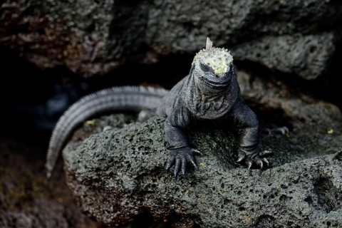 Marine iguana