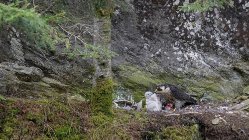 Peregrine falcon Falcon