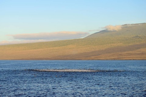 Bubbling sea as seabirds and predators hunt for a school of fish