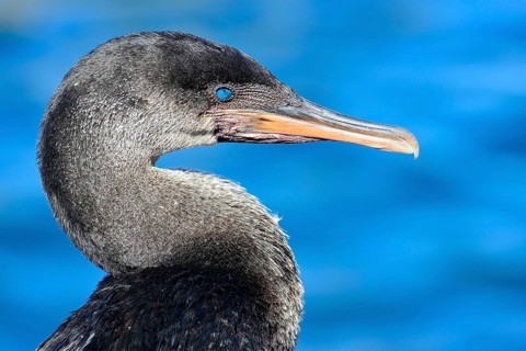 Flightless Cormorant