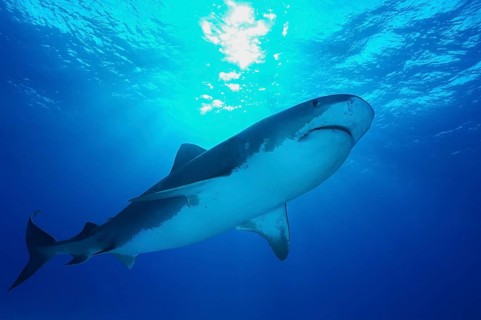 Tiger Shark