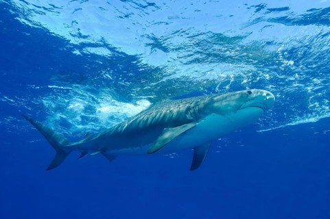 Tiger Shark