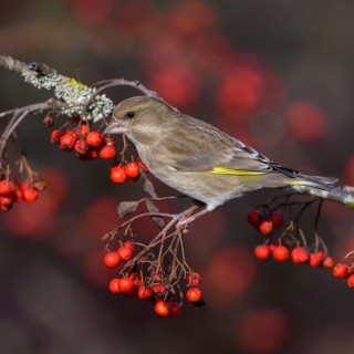 European greenfinch
