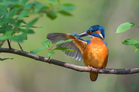 Common kingfisher
