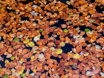 Colourful autumn leaves on water surface