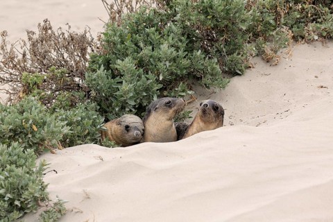 Australian sea lion