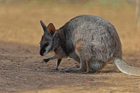 Derby wallaby