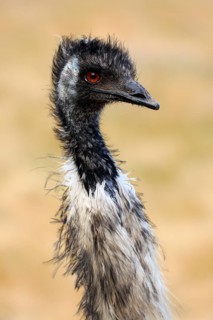 Emu
