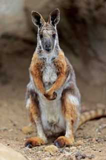 Yellow-footed rock-wallaby