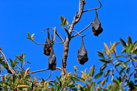 Grey-headed flying fox