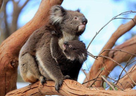Koalas