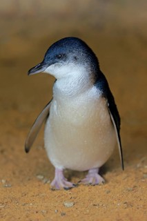 Little penguin