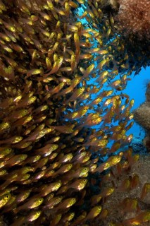 Shoal of Golden Glassfish
