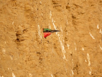 Southern carmine bee-eater