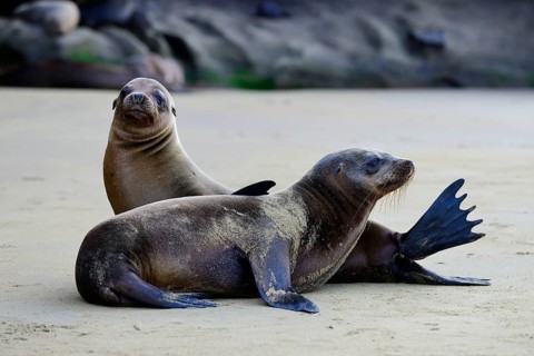 Two Galapagos sea lions