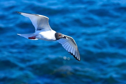 Swallow-tailed gull
