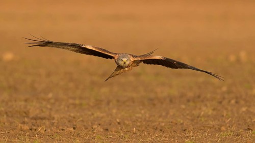 Red kite