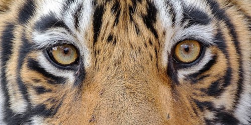 Bengal Tiger