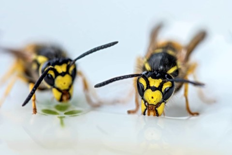 German wasps