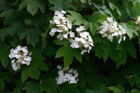 Flowering white hydrangea