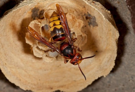 European hornet