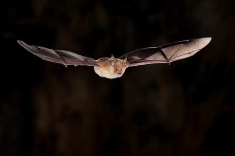 Greater horseshoe bat