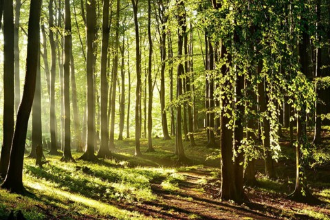 Sunny natural beech forest