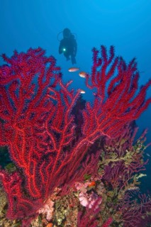 Diver looking at colour changing gorgonian