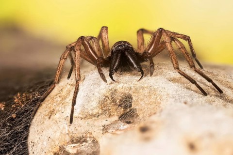 Focus Stacking