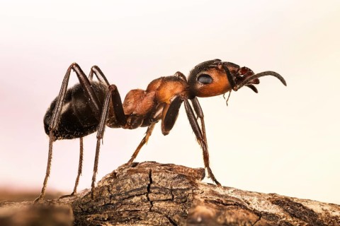 Focus Stacking