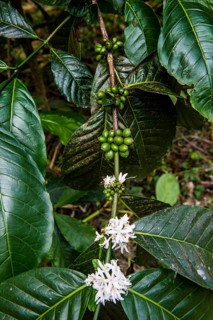 Close up of coffee beans