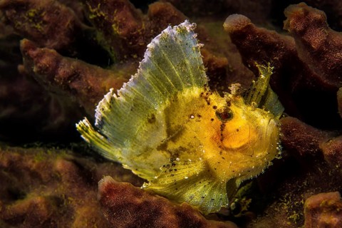 Leaf scorpionfish