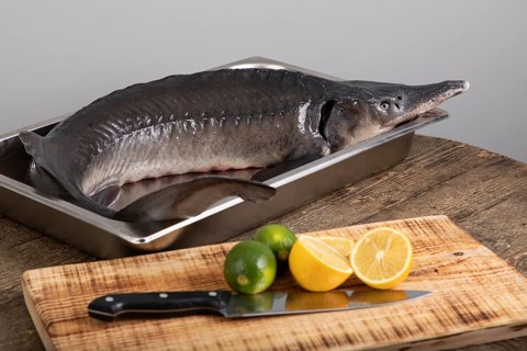 Raw sturgeon fish with limes and lemons around it