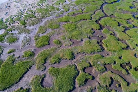 Salt marshes in front of the dike