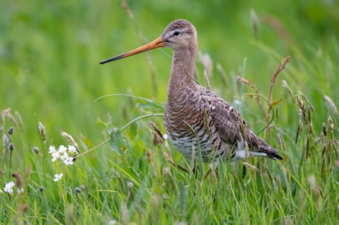 Black-tailed godwit