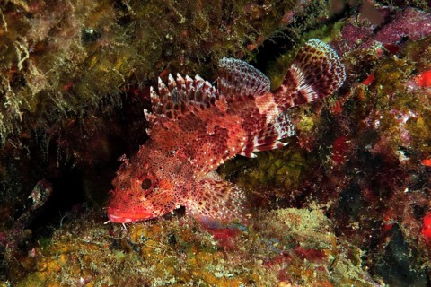 Madeira dragonhead