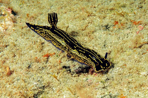 Sea slug