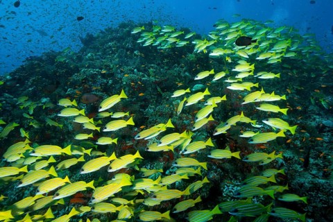 School of fish blue stripe snapper