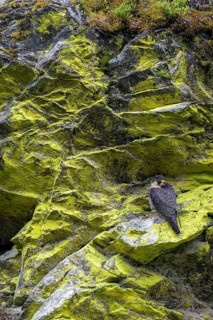 Peregrine falcon Falcon