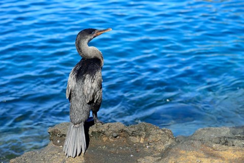 Flightless Cormorant