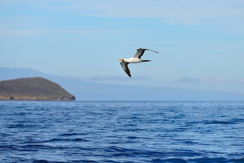 Nazca Booby