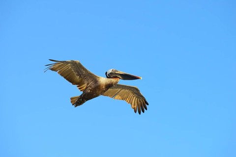 Brown Pelican