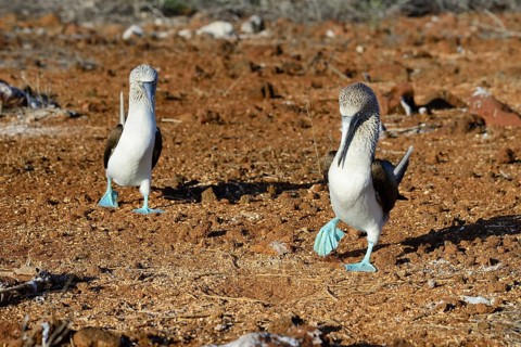 Courting blue-footed boobies
