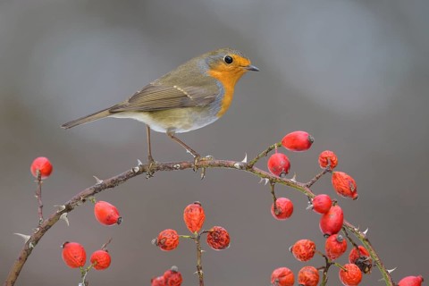 European robin