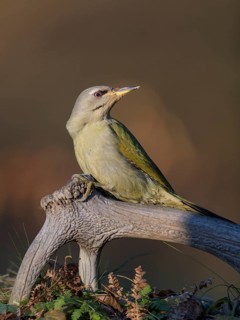 Grey-headed woodpecker